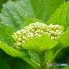 紫陽花記録６