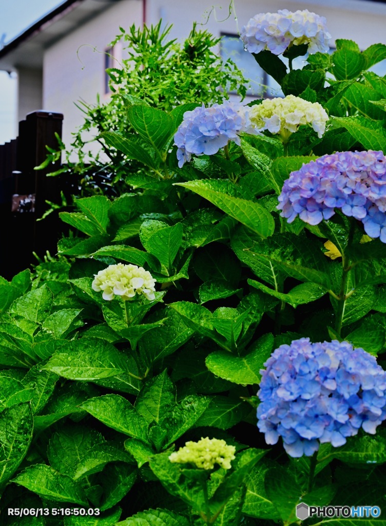本日の紫陽花