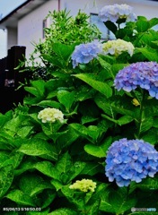 本日の紫陽花