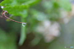 雨粒の中のコデマリ