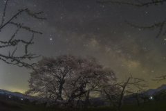 馬の墓の種蒔桜