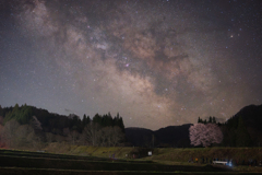 野平の一本桜 2025 No.1
