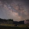 野平の一本桜 2025 No.1