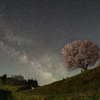野平の一本桜 2025 No.3