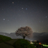 野平の一本桜 2025 No.2