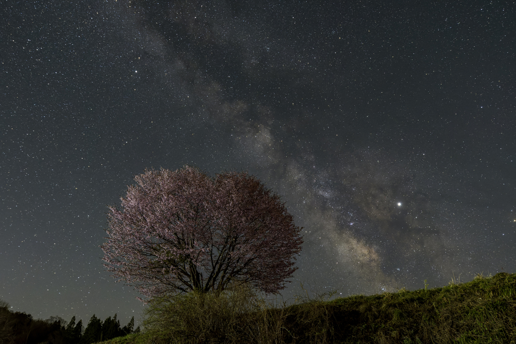 野平の一本桜