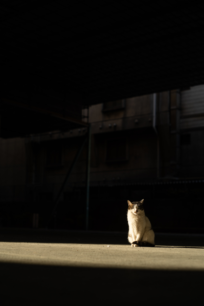 首都高下の猫2