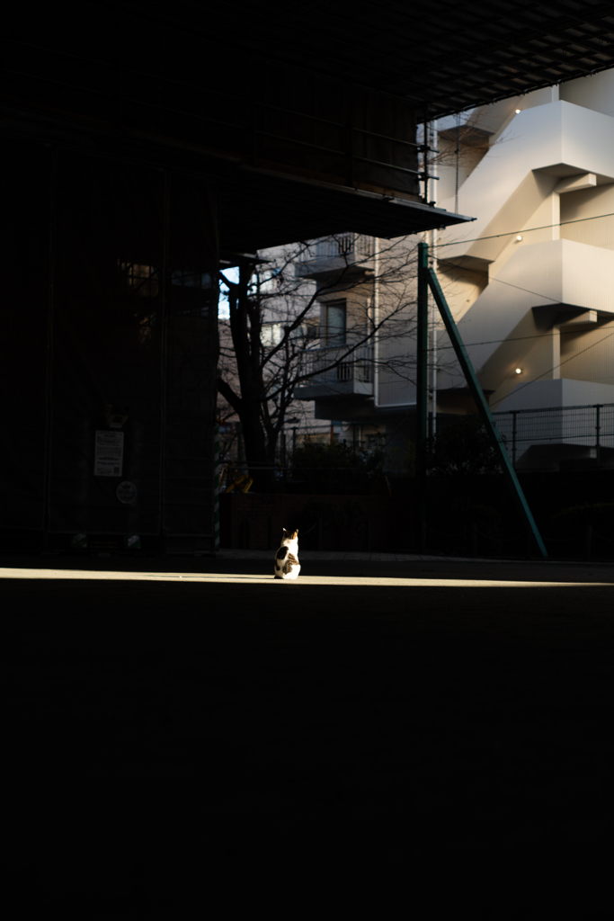 首都高下の猫の日常