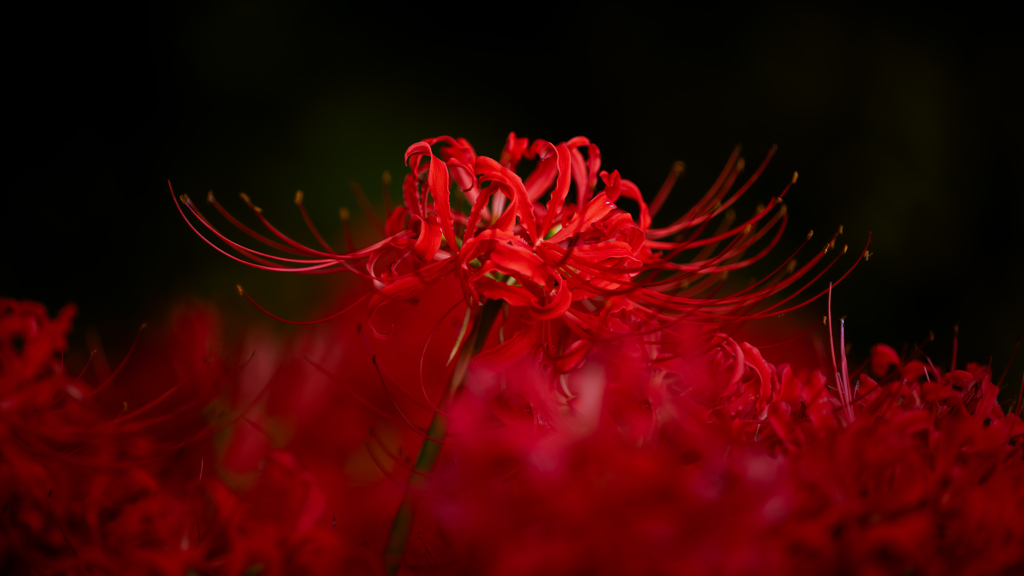 彼岸花