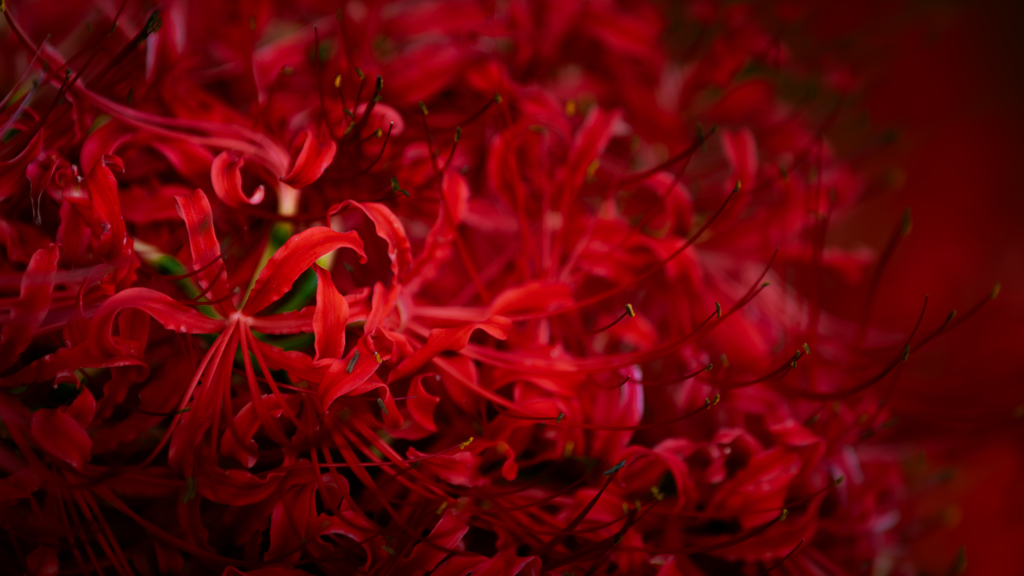 彼岸花