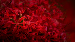 彼岸花