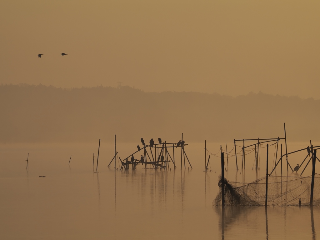 今朝の印旛沼　鳥 おはよう