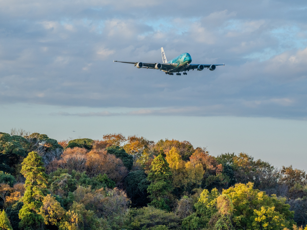 本日の成田さくらの山　秋山