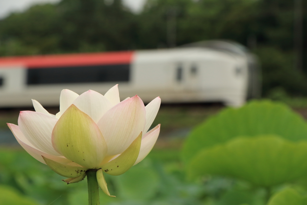ハスの花　本日のN'EX
