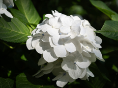 あじさい　WHITE