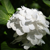 あじさい　WHITE
