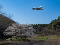 本日の朝活３　池の桜