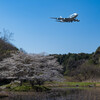 本日の朝活３　池の桜