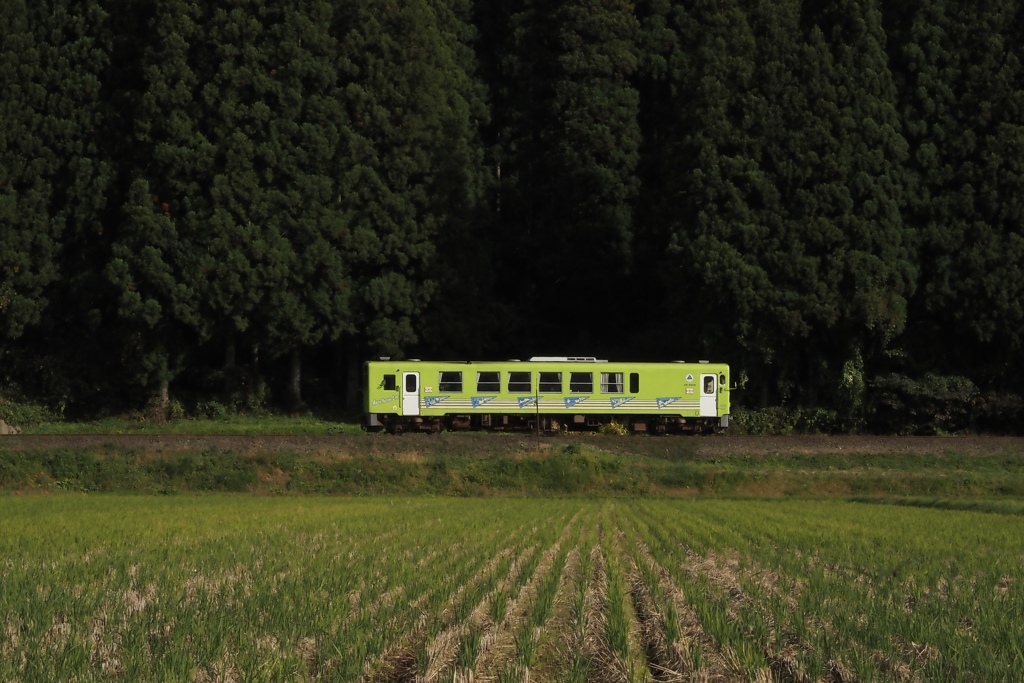 深緑、黄緑、緑と茶色
