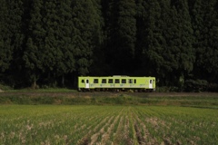 深緑、黄緑、緑と茶色