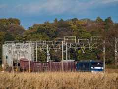 本日の桃太郎　秋草