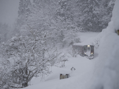 秋田内陸線　雪枝の向こうから