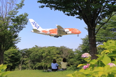 本日の成田さくらの山