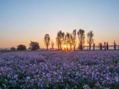コスモス畑からおはようございます