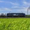 本日の桃太郎　Summer