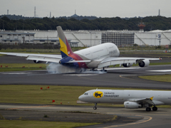 A380タッチダウン、ネコちゃんお預け中