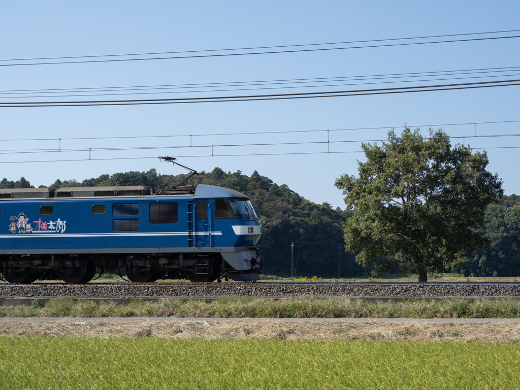 本日の桃太郎　木　その２