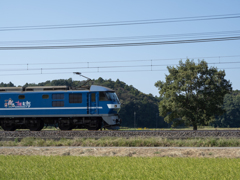本日の桃太郎 木 その2 本日の桃太郎 木 その2