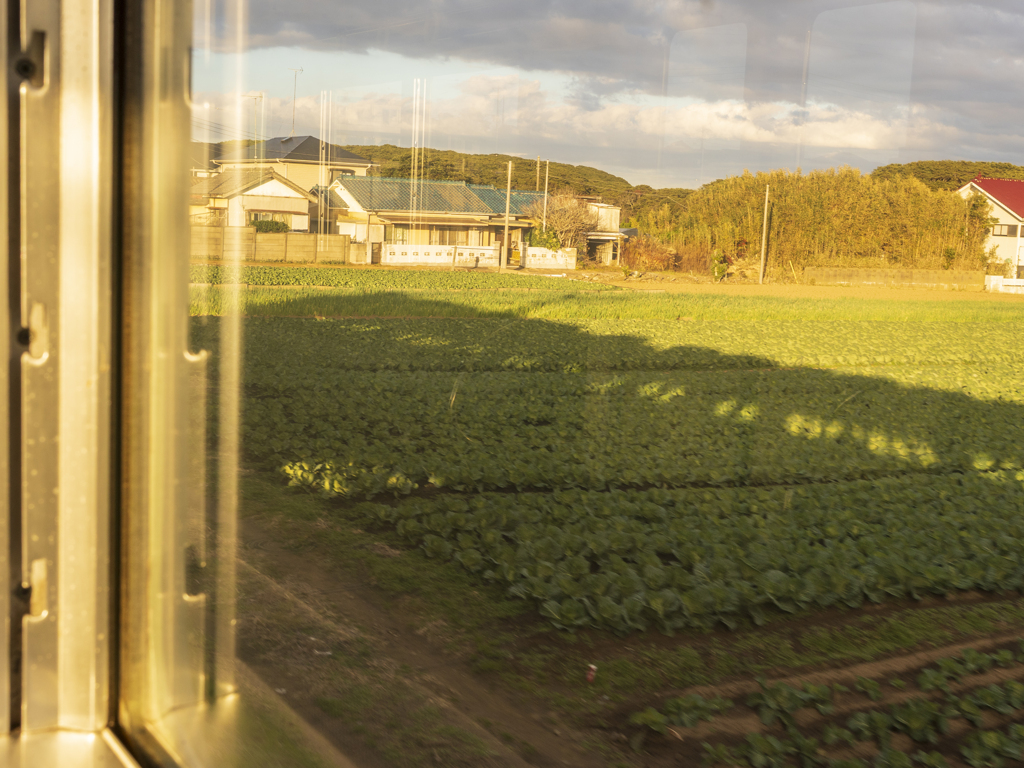 キャベツ畑に影伸びて