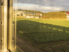 キャベツ畑に影伸びて