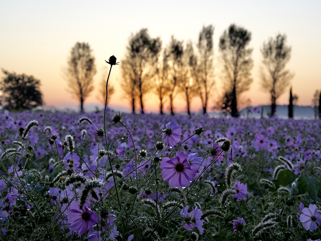 一本だけピュ〜　コスモスの朝