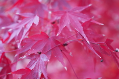 紅い葉っぱ