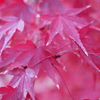 紅い葉っぱ