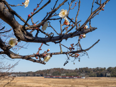 梅が咲いてました 1