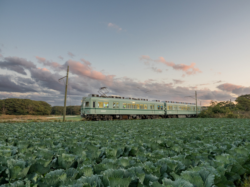 キャベツ畑でつかまえた　( ◠‿◠ )