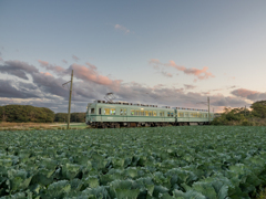キャベツ畑でつかまえた　( ◠‿◠ )