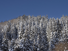 つかの間の晴れ間　杉林・もしこれが花粉だったら・・