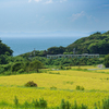 内房線各停　稲田と東京湾