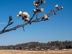 梅が咲いていました ２