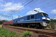 本日の桃太郎