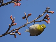 ねえ こっちへきなよ　ぶら下がれるならね
