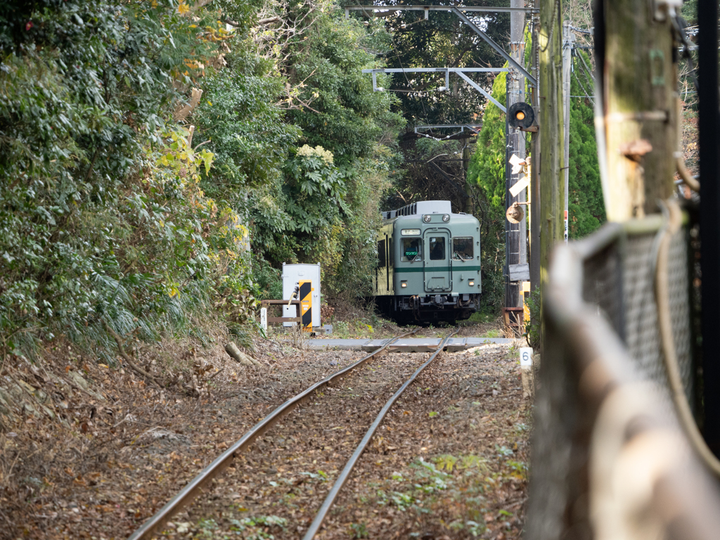 林の向こうから