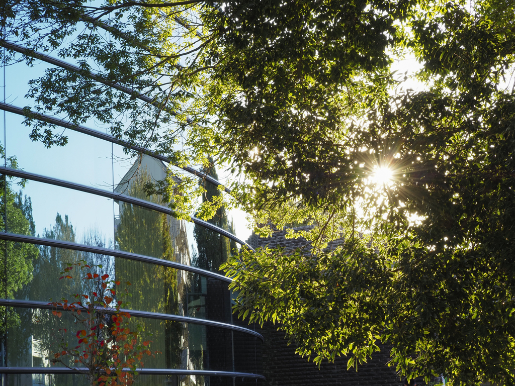 ご近所さん歩　15:20の光