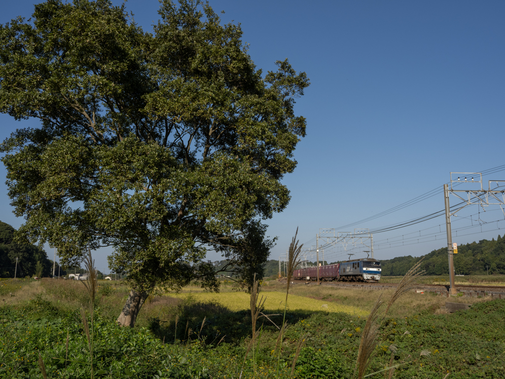 本日の桃太郎　木　その１