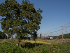 本日の桃太郎 木 その1 本日の桃太郎 木 その1