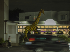 夜のキリン